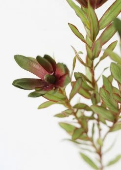 Afloral Artificial Wild Protea Foliage - 26.25" Artificial Plants