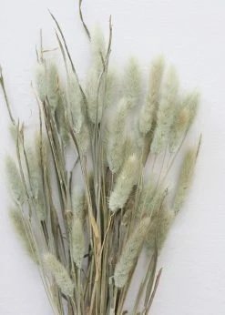 Afloral Natural Green Dried Bunny Tails - 6-16