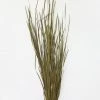 Afloral Preserved Green Wild Grass - 45-55"