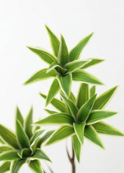 Afloral Variegated Fake Dracaena Succulent - 30" Artificial Plants