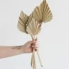 Afloral.com Bundle Of 5 Afloral Natural Mini Palm Spears - 16-22"