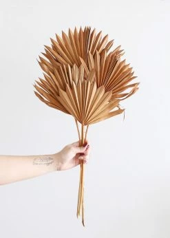Afloral.com Bundle Of 5 Afloral Terracotta Sun Palms - 14-20" Dried Flowers