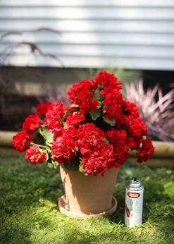 Afloral Krylon Clear Matte UV Floral Protective Spray Tools & Accents