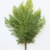 Afloral Fake Lace Fern UV Protected Real Touch Plant - 19"