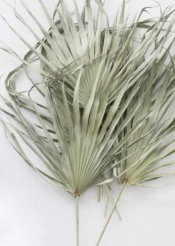 Afloral Bundle Of 5 Large Natural Fan Palms - 26-30