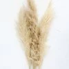 Afloral Bundle Of 3 Dried Natural Pampas Grass - 40-48"