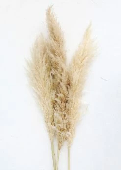 Afloral Bundle Of 3 Dried Natural Pampas Grass - 40-48"