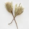 Afloral Bundle Of 2 Dried Banksia Protea Flowers - 12-16"