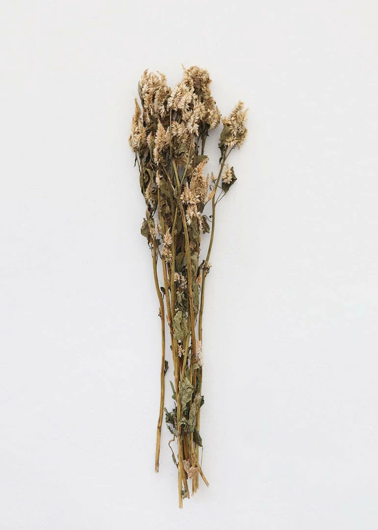Afloral Dried Celosia Flowers In Terracotta