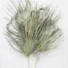 Afloral Bundle Of 5 Large Natural Fan Palms - 26-30" Dried Flowers