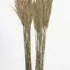 Afloral Bundle Of 2 Preserved Plume Reed Grass - 34-38"