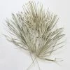 Bundle Of 5 Afloral Dried Skinny Sun Palms - 26-32"