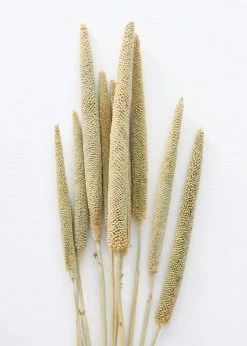 Afloral Dried Pearl Millet Grass - 24-28