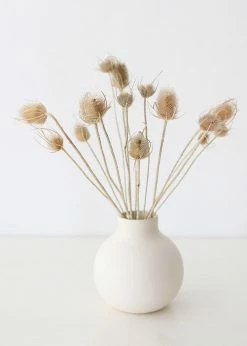 Afloral Bundle Of 10 Dried Chardon Thistles - 18-24"