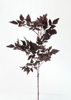 Afloral Plum Fake Cimicifuga Ramosa Leaves - 31" Artificial Plants