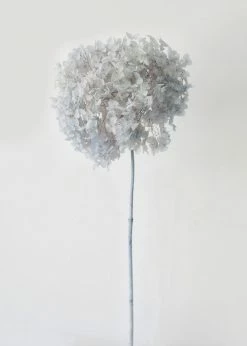 Afloral Dried Flowers Light Blue Preserved Full Bloomed Hydrangea - 22-24"