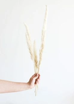 Afloral Bundle Of 6 Smooth Tan Pampas Grass - 25-30"