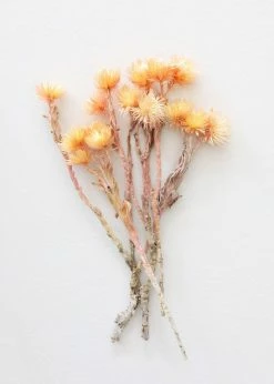 Afloral Dried Peach Silver Daisy Flowers - 10-13"