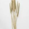 Afloral Dried Pearl Millet Grass - 24-28"
