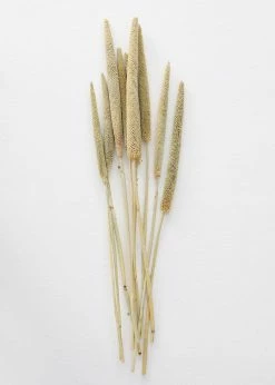 Afloral Dried Pearl Millet Grass - 24-28"