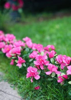 Afloral Azalea Silk Flowers Bush In Fuchsia - 13