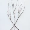 Afloral Preserved Pink Pussy Willow Branches - 20-28"