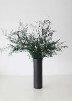 Afloral Dried Flowers Preserved Greenery Asparagus Fern - 22-34