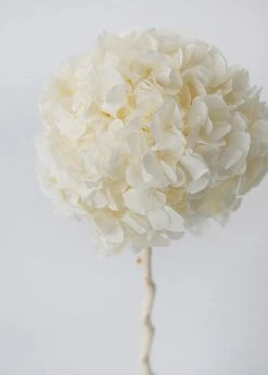 Afloral Large Petal Preserved Hydrangea In Cream - 22-24"