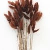 Afloral Dried Flowers Dried Bunny Tails In Walnut - 22-30"