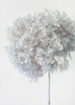 Afloral Dried Flowers Light Blue Preserved Full Bloomed Hydrangea - 22-24"