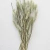 Afloral Natural Green Dried Bunny Tails - 6-16"
