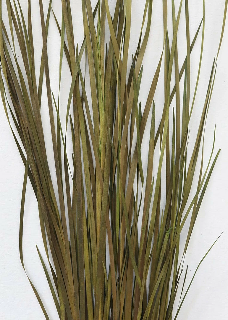 Afloral Preserved Green Wild Grass - 45-55"