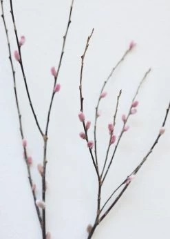 Afloral Preserved Pink Pussy Willow Branches - 20-28