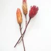 Afloral Bundle Of 3 Dried Protea Repens - 13-15"