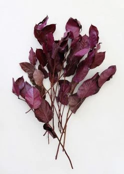 Afloral Dried Flowers Purple Preserved Salal Leaves - 12-20"