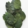 Afloral Box Of 50 Preserved Salal Leaves - 6-10" Dried Flowers