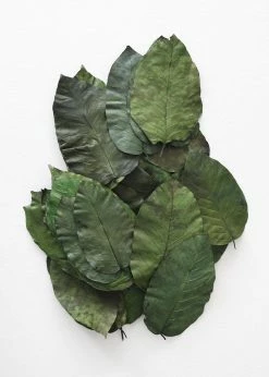 Afloral Box Of 50 Preserved Salal Leaves - 6-10" Dried Flowers