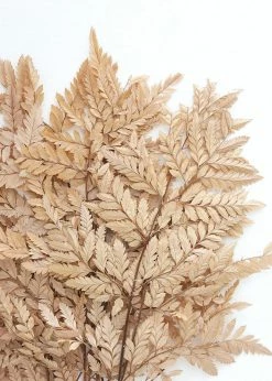 Afloral Bundle Of 10 Preserved Taupe Flat Ferns - 16-20
