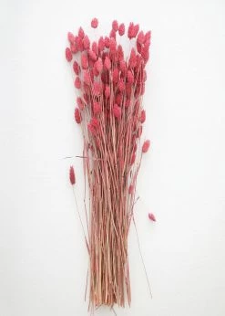 Afloral.com Dried Phalaris Grass In Berry - 20-28"