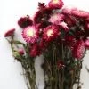 Afloral Dried Flowers Deep Pink Dried Everlasting Daisies - 15-22"