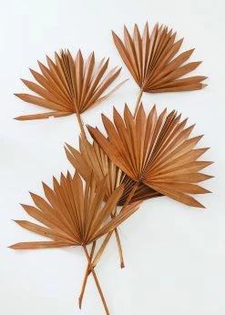 Afloral.com Bundle Of 5 Afloral Terracotta Sun Palms - 14-20" Dried Flowers