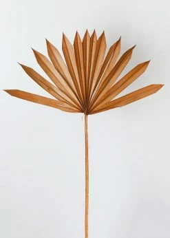 Afloral.com Bundle Of 5 Afloral Terracotta Sun Palms - 14-20
