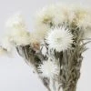 Afloral Natural White Dried Everlasting Daisies - 12-15" Dried Flowers