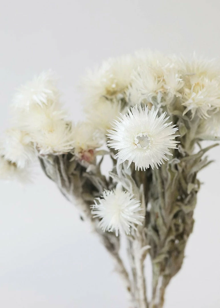 Afloral Natural White Dried Everlasting Daisies - 12-15" Dried Flowers