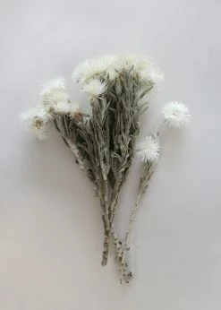 Afloral Natural White Dried Everlasting Daisies - 12-15" Dried Flowers