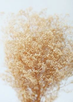 Afloral Dried Flowers Preserved Natural Gypsophila Flowers - 10-28"
