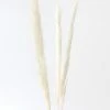 Afloral Bundle Of 3 Natural Skinny Pampas Grass - 38-42" Dried Flowers