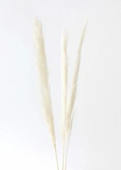 Afloral Bundle Of 3 Natural Skinny Pampas Grass - 38-42" Dried Flowers
