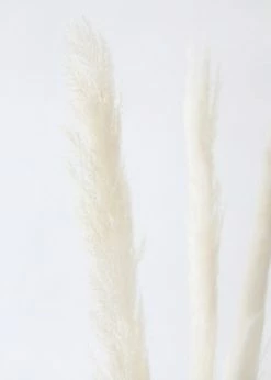 Afloral Bundle Of 3 Natural Skinny Pampas Grass - 38-42