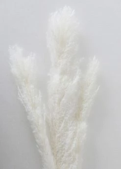 Afloral Bundle Of 3 Natural Skinny Pampas Grass - 38-42" Dried Flowers